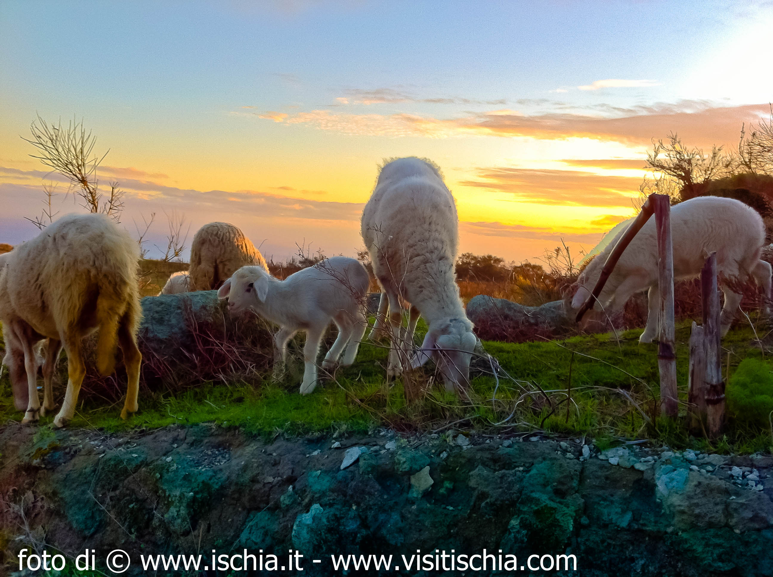 Pecore al pascolo sul Monte Epomeo isola d'Ischia