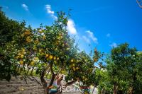 Limoni di Ischia -1093