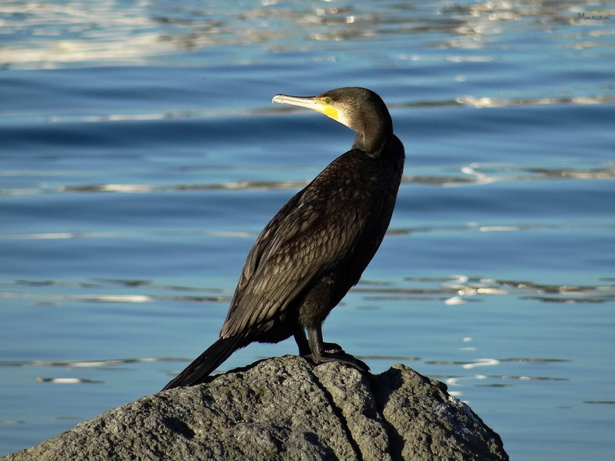 cormorano-ischia