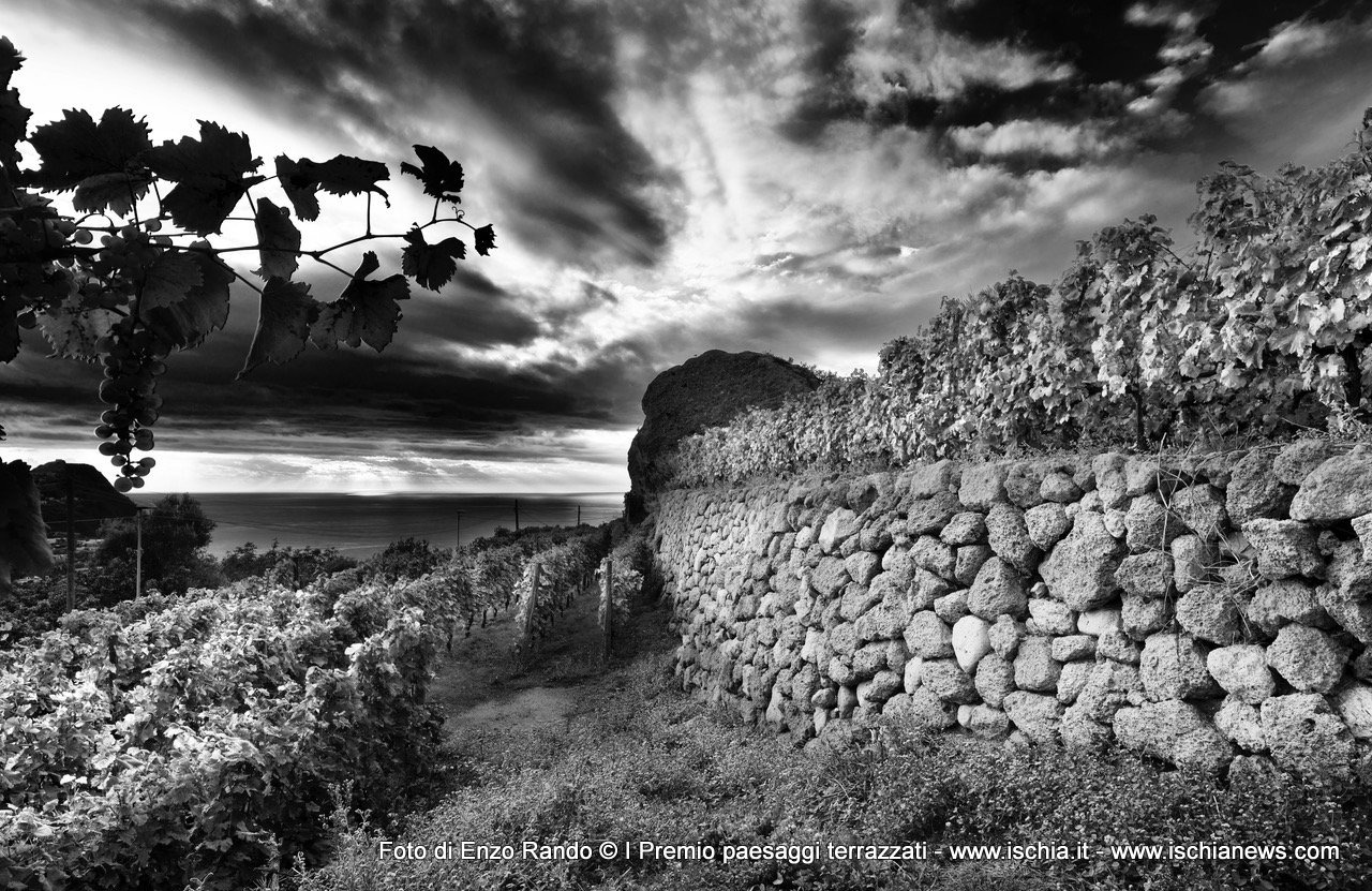 Foto del 1° Premio del concorso Paesaggi rurali e terrazzati dell'isola d'Ischia
