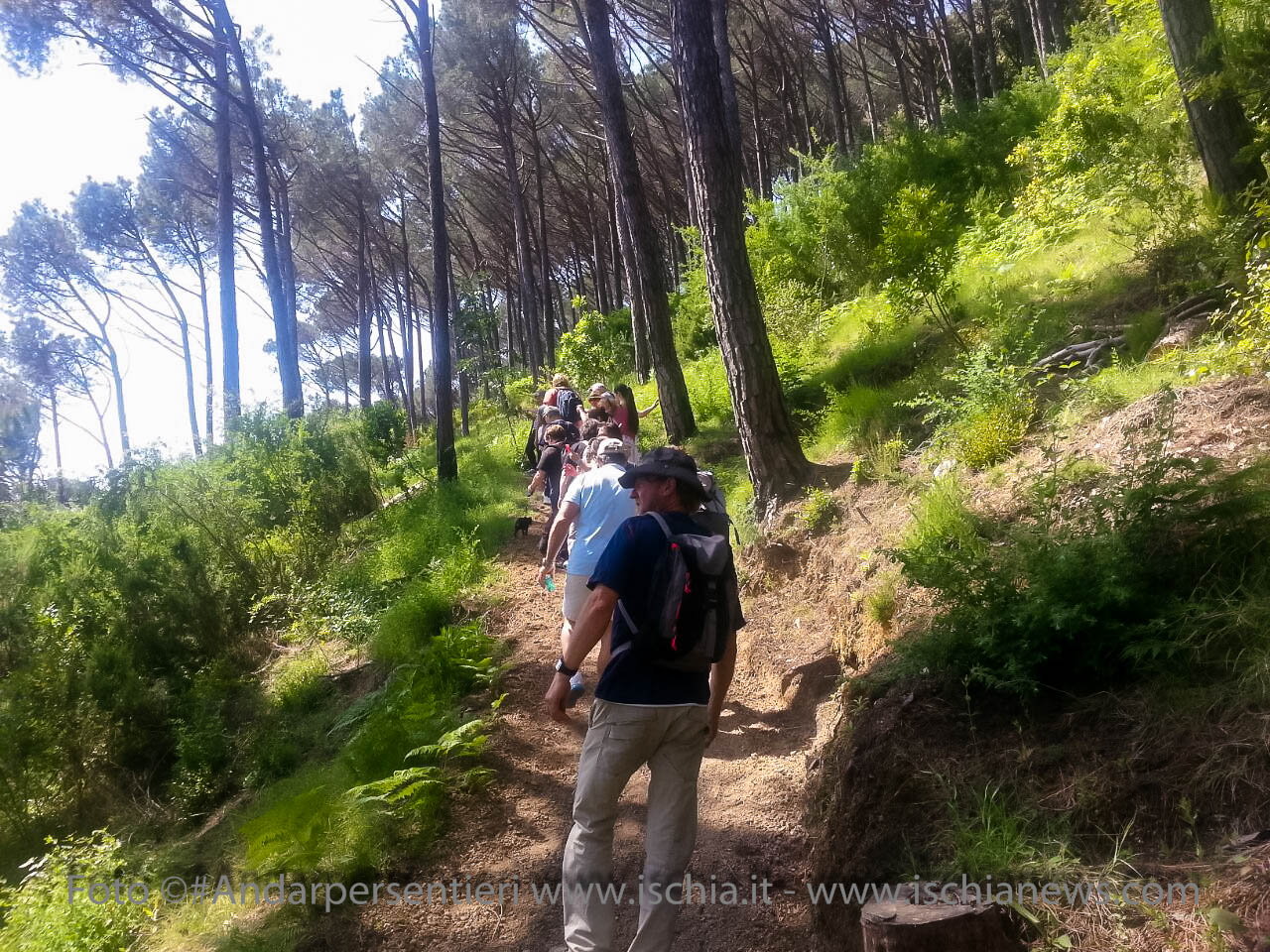 Andar per sentieri Bosco della Maddalena nel comune di Casamicciola Terme - isola d'Ischia