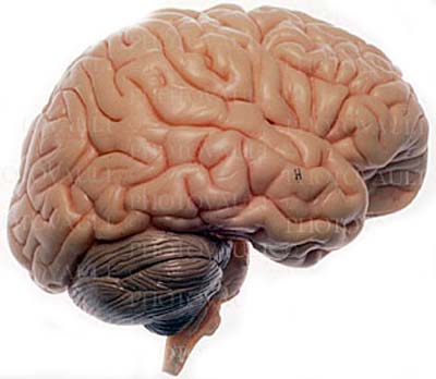 Il cervello umano